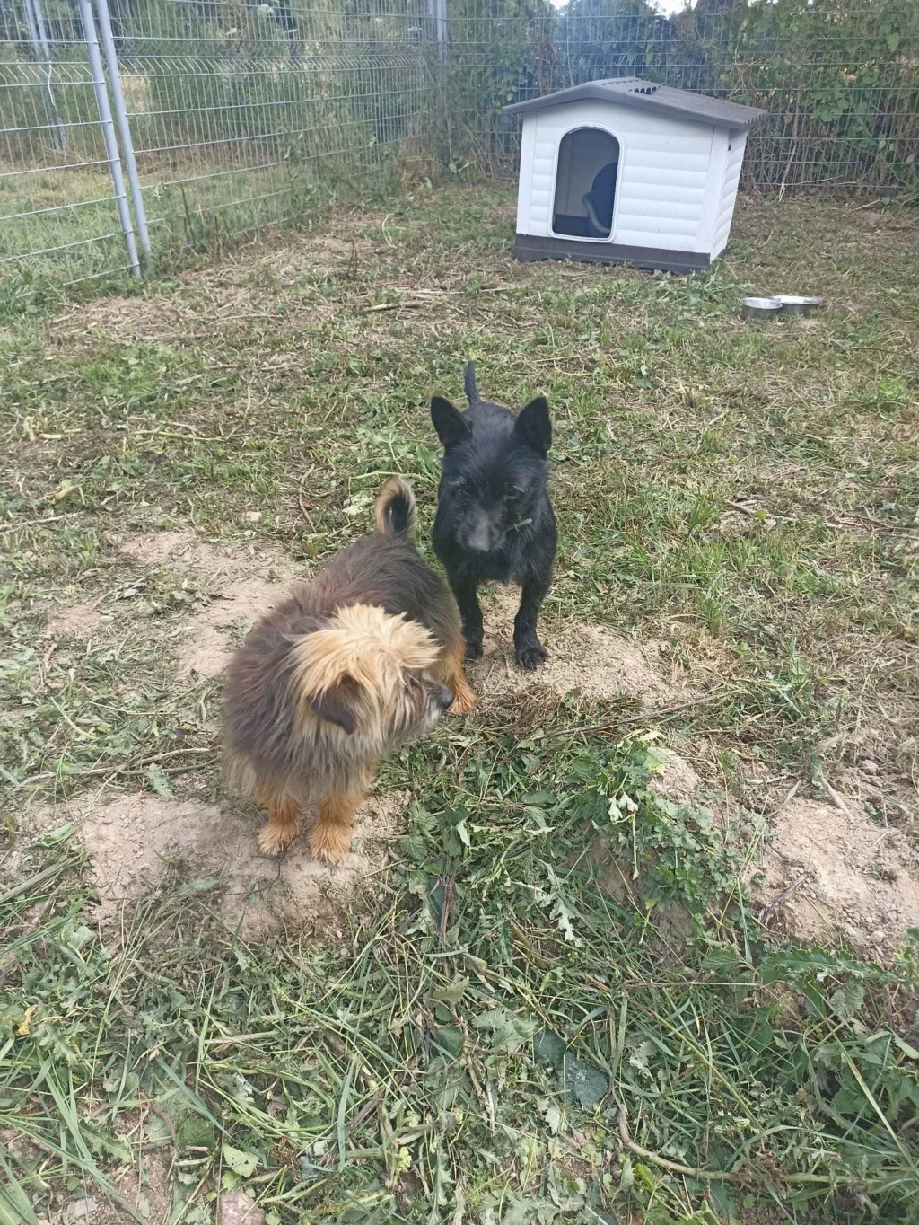 HARIBO, croisé griffon noir 7 ans 35681210