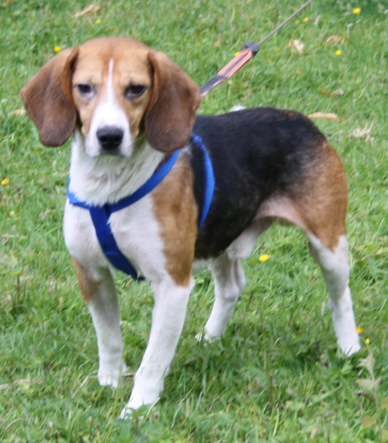 PLOUM - beagle 5 ans - Refuge les Amis des Bêtes à Romagne (35) Ploum_10