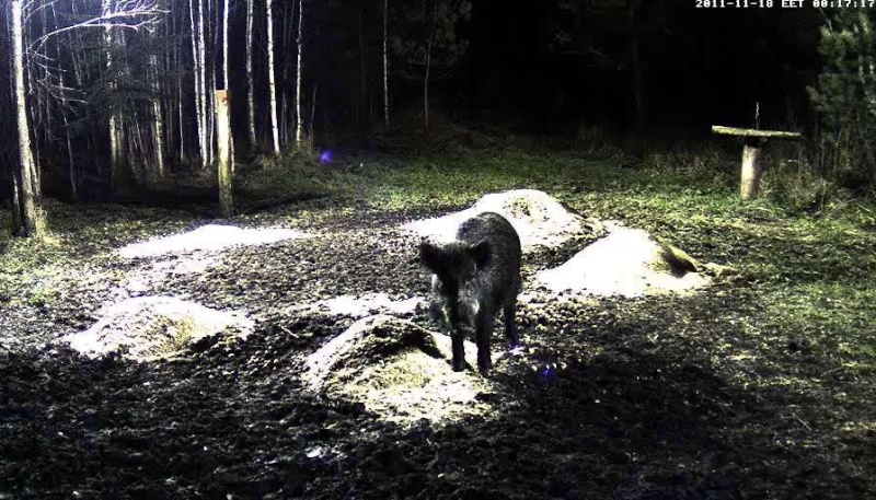  ESTONIAN WILD PIG CAM 2011 -2012 - Page 3 2011-123