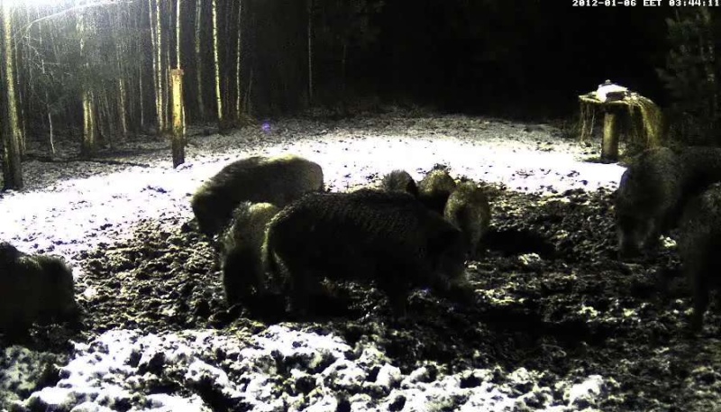  ESTONIAN WILD PIG CAM 2011 -2012 - Page 21 2012-014