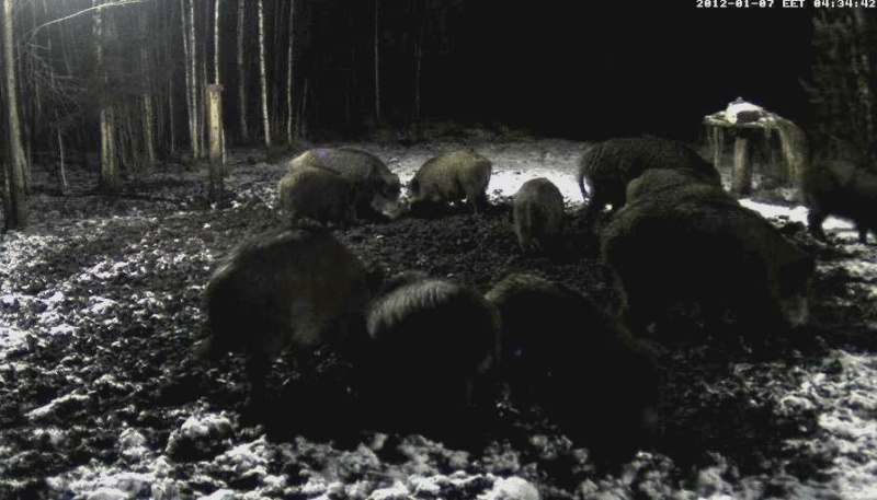  ESTONIAN WILD PIG CAM 2011 -2012 - Page 21 2012-016