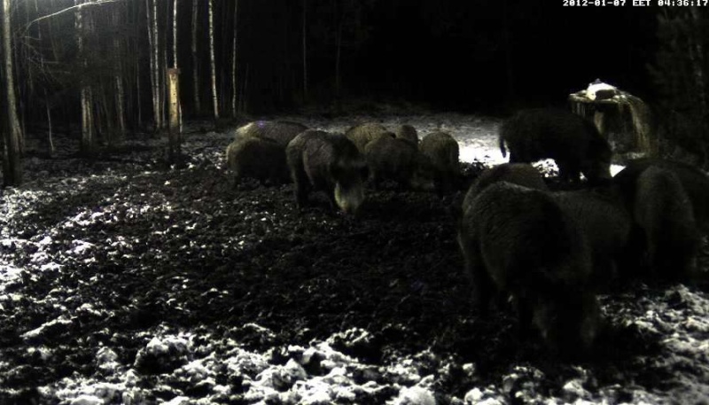  ESTONIAN WILD PIG CAM 2011 -2012 - Page 21 2012-017