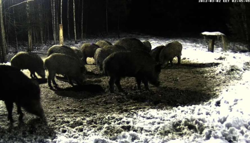 ESTONIAN WILD PIG CAM 2011 -2012 - Page 8 2012-116