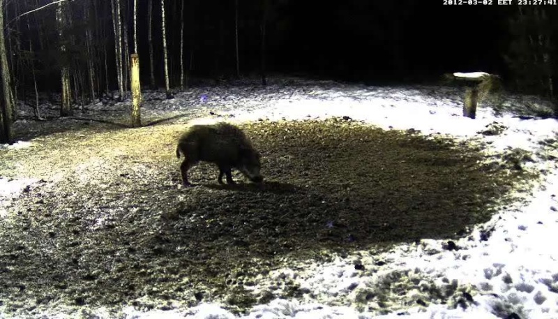  ESTONIAN WILD PIG CAM 2011 -2012 - Page 8 2012-123