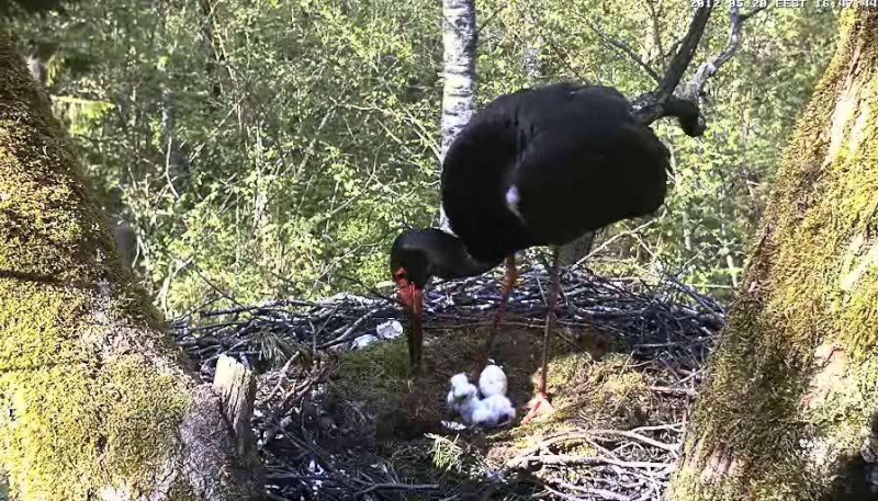 Black Stork Nest Cam 2012 - Page 3 2012-170