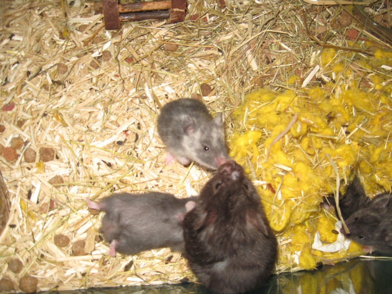 donne bébés hamster syriens Img_0211