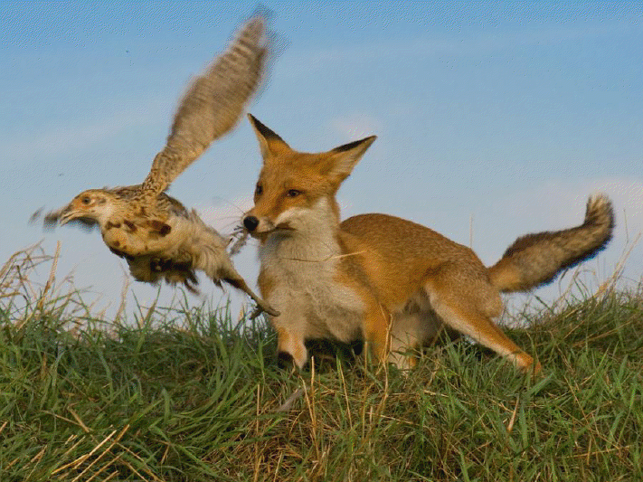 Nos animaux!! quelques photos!! Renard10