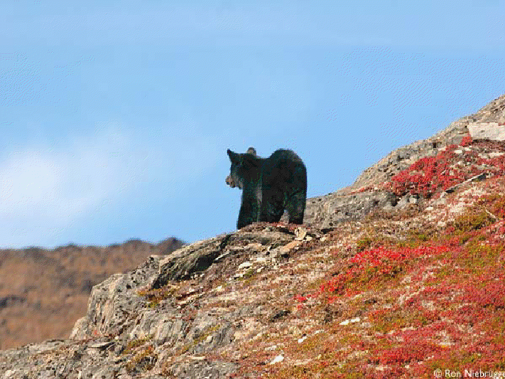 Petit voyage en Alaska View2884