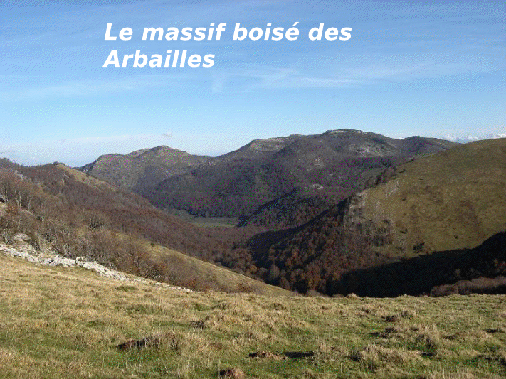 Forêt des Arbailles View3349