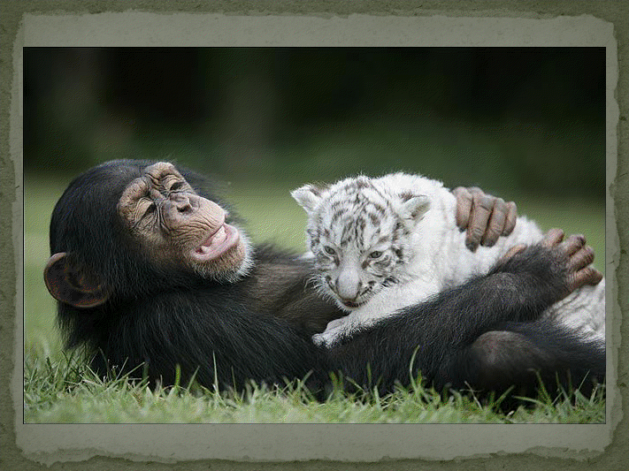 Tigre blanc et sa nouvelle maman!!! View3561