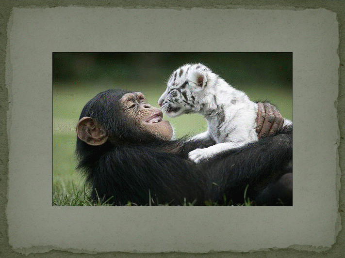 Tigre blanc et sa nouvelle maman!!! View3562