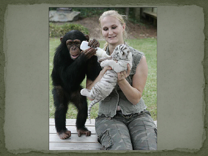 Tigre blanc et sa nouvelle maman!!! View3566
