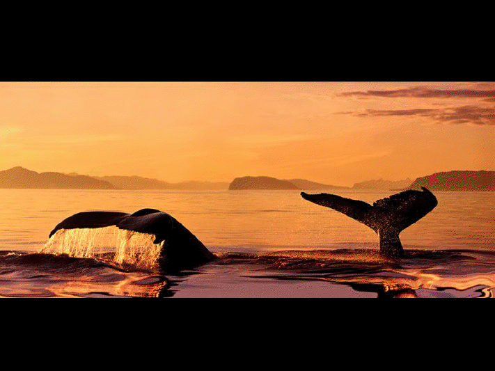 Baleine de Vancouver View3640