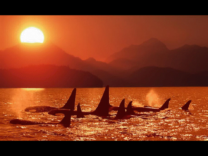 Baleine de Vancouver View3641
