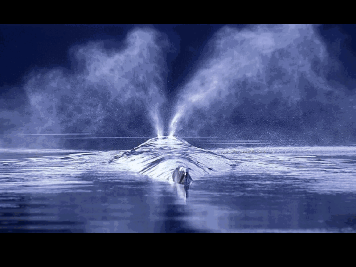 Baleine de Vancouver View3643