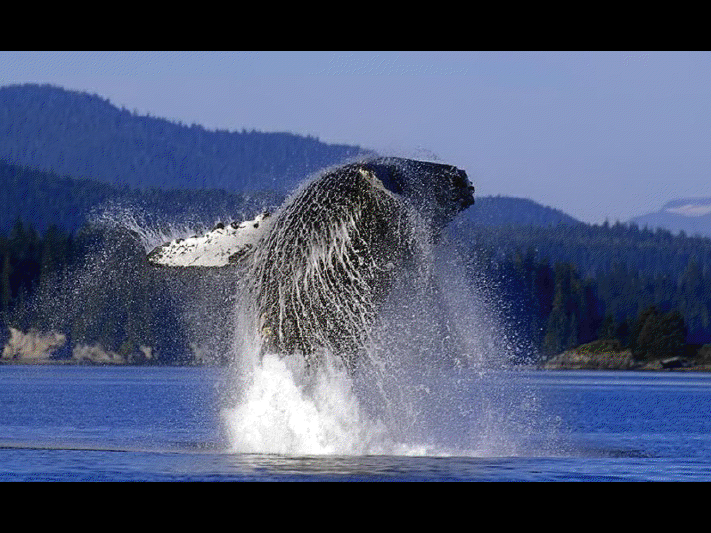 Baleine de Vancouver View3645
