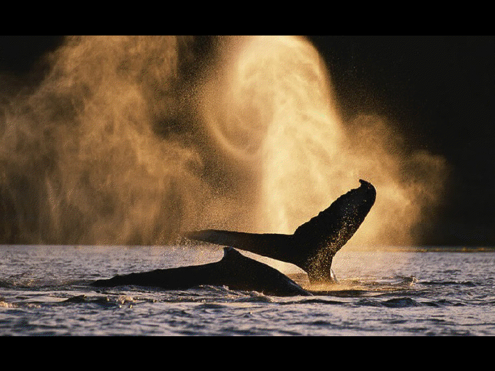 Baleine de Vancouver View3646