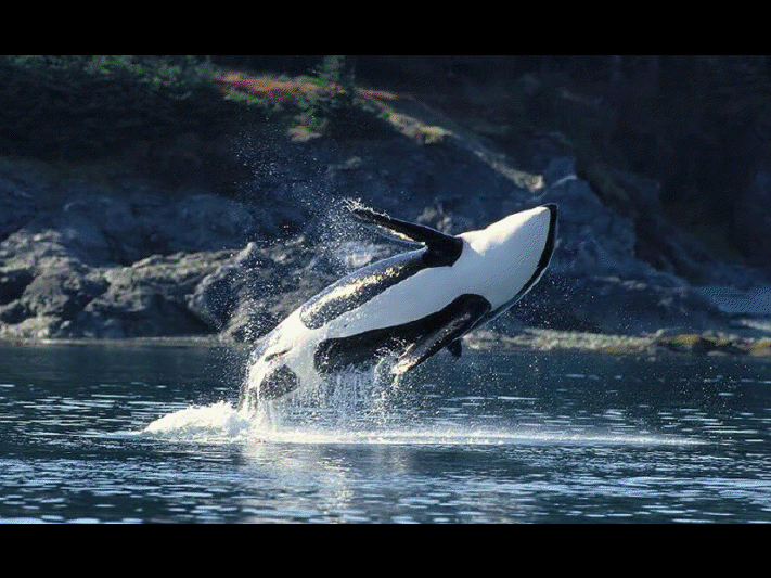 Baleine de Vancouver View3650