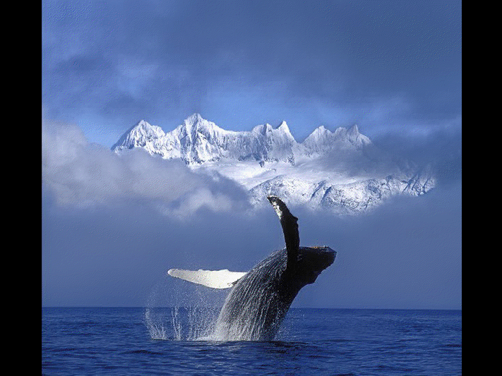 Baleine de Vancouver View3653