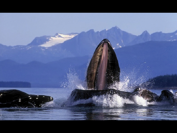 Baleine de Vancouver View3655