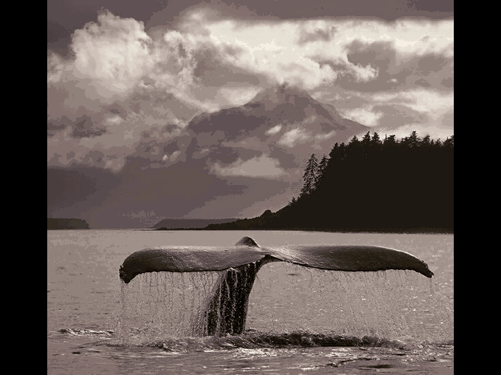 Baleine de Vancouver View3656