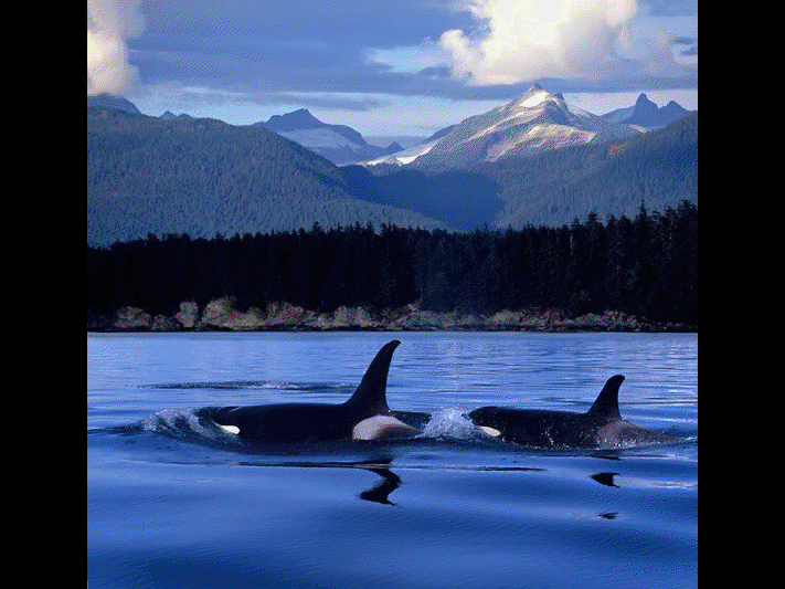 Baleine de Vancouver View3657