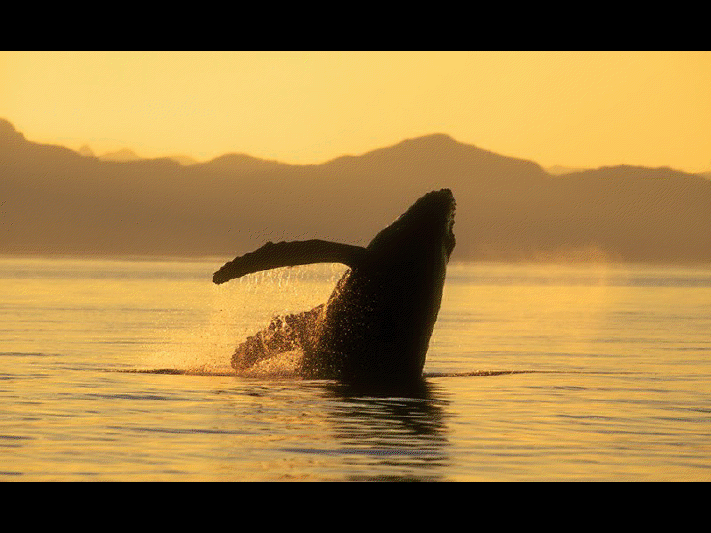 Baleine de Vancouver View3658
