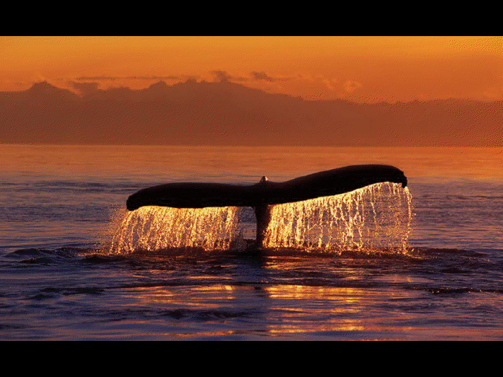 Baleine de Vancouver View3660