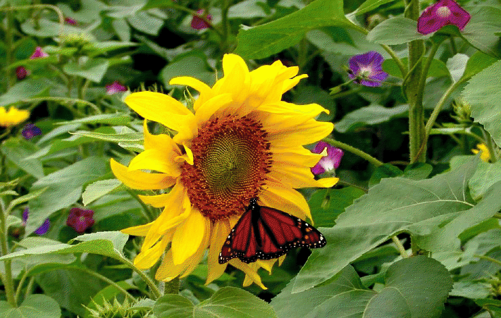 Belles images d'été View3846