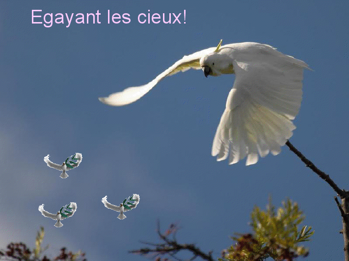 Pour les ami(e)s des oiseaux      (Ninnenne) View4058