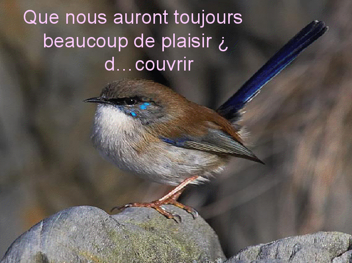 Pour les ami(e)s des oiseaux      (Ninnenne) View4067