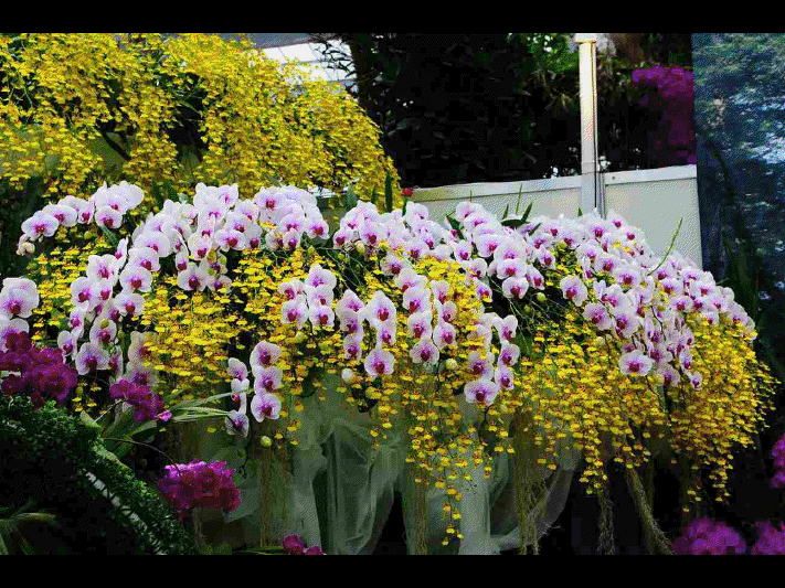 Les différentes sortes d'orchidées      (Ninnenne) View4107
