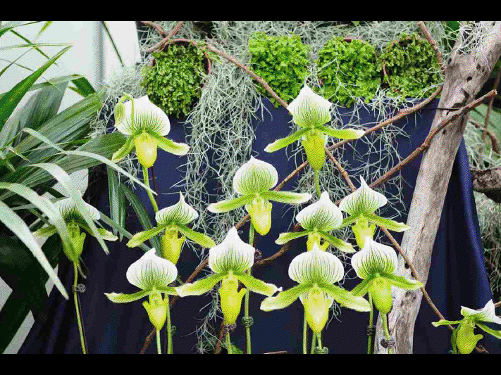 Les différentes sortes d'orchidées      (Ninnenne) View4108