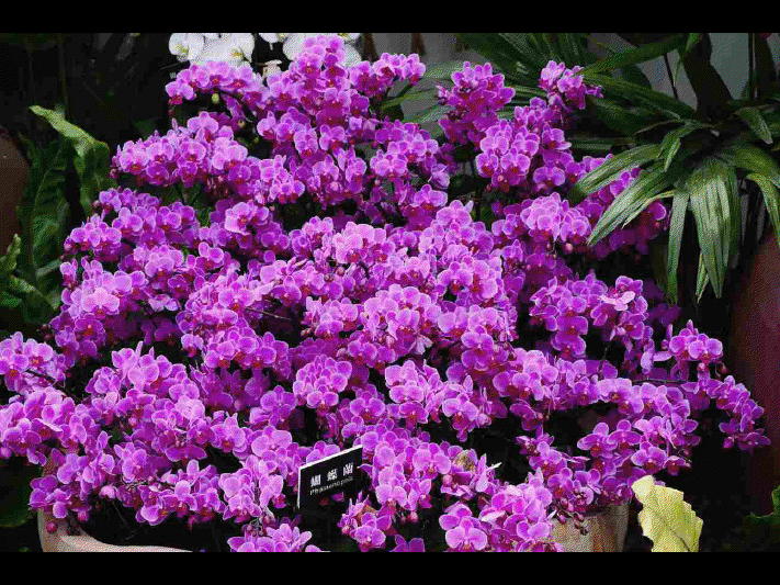 Les différentes sortes d'orchidées      (Ninnenne) View4110