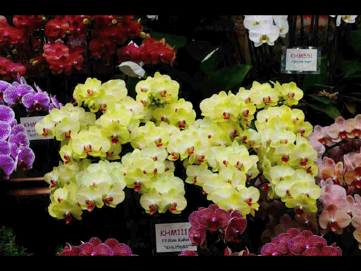 Les différentes sortes d'orchidées      (Ninnenne) View4111