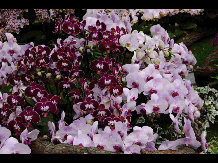 Les différentes sortes d'orchidées      (Ninnenne) View4113
