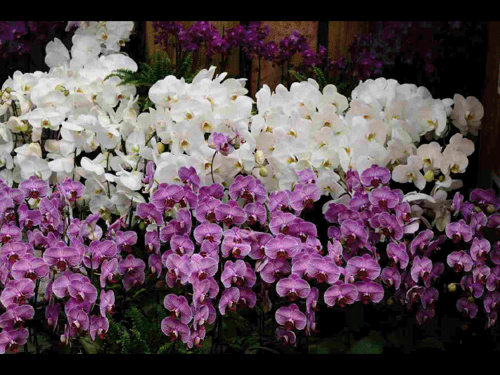 Les différentes sortes d'orchidées      (Ninnenne) View4114
