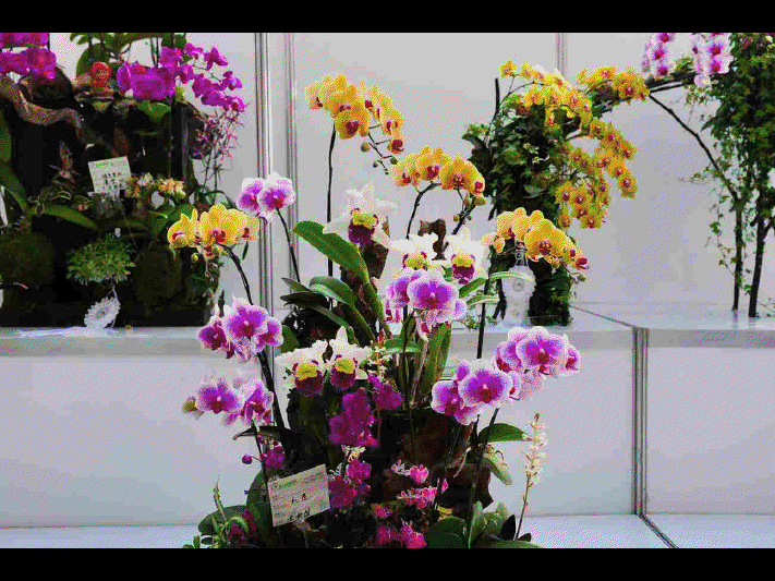 Les différentes sortes d'orchidées      (Ninnenne) View4115