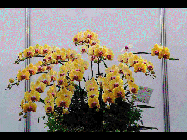 Les différentes sortes d'orchidées      (Ninnenne) View4118