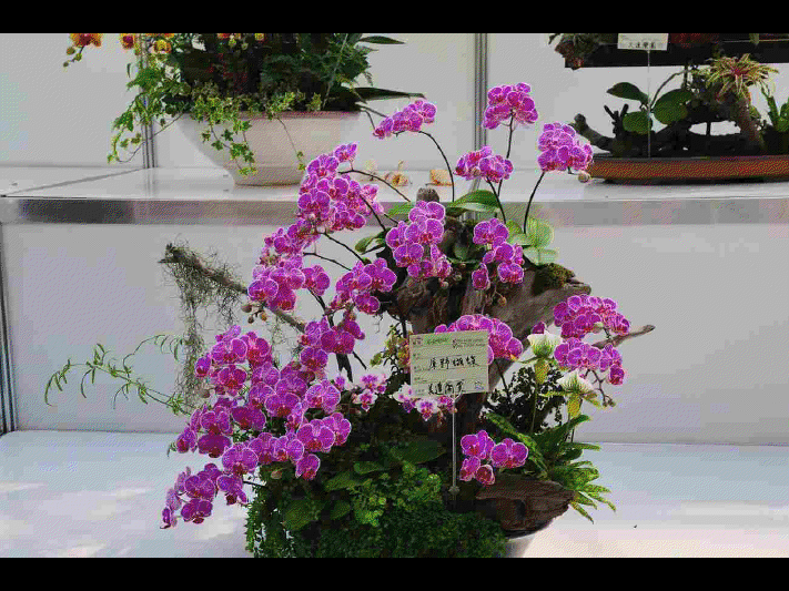 Les différentes sortes d'orchidées      (Ninnenne) View4120