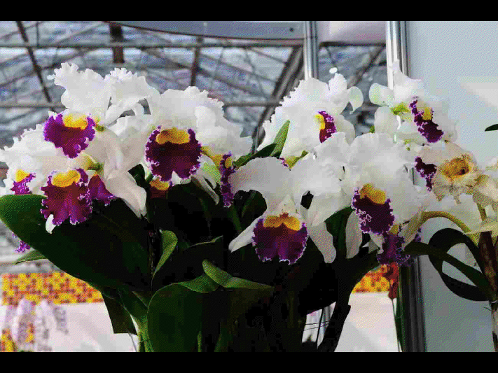 Les différentes sortes d'orchidées      (Ninnenne) View4121