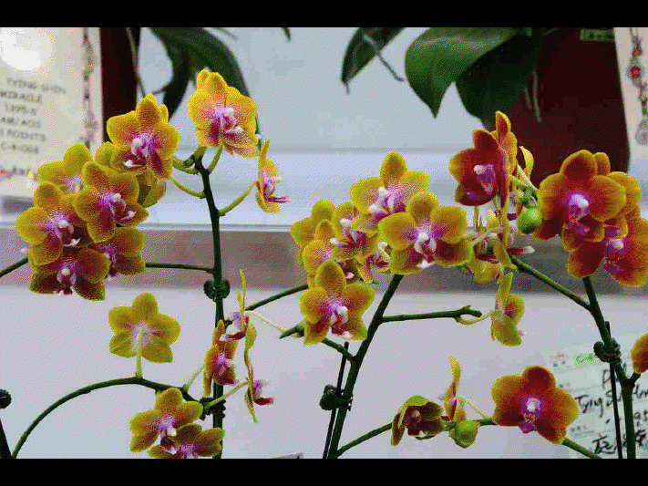 Les différentes sortes d'orchidées      (Ninnenne) View4124