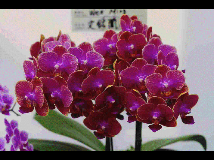 Les différentes sortes d'orchidées      (Ninnenne) View4125
