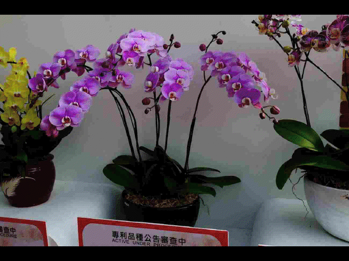 Les différentes sortes d'orchidées      (Ninnenne) View4126