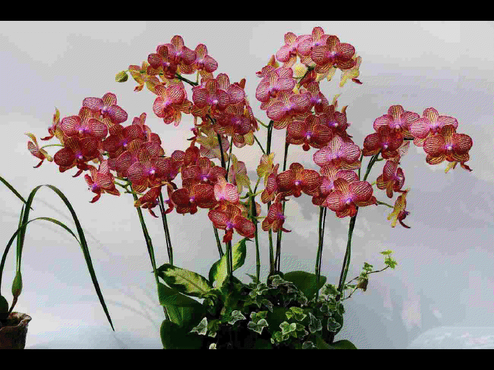 Les différentes sortes d'orchidées      (Ninnenne) View4127