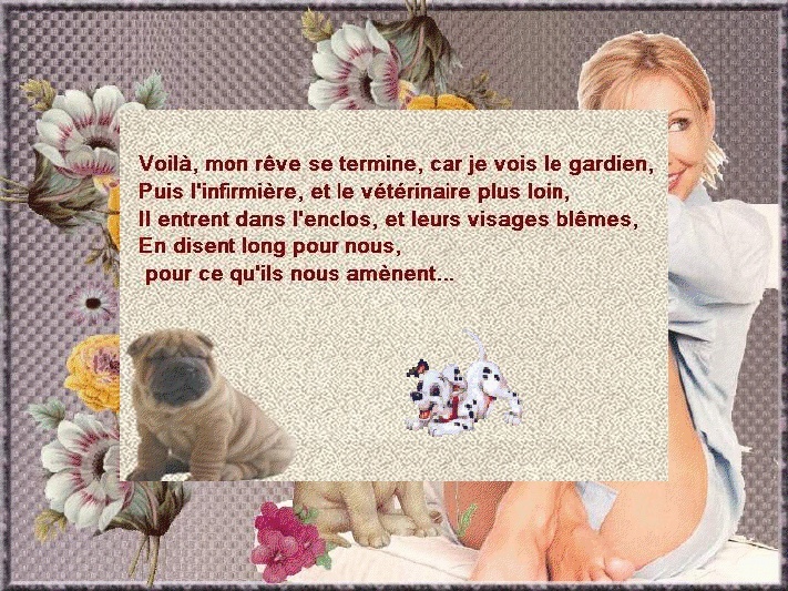 Animaux abandonnés!!    envoyer par marileine Viewe225