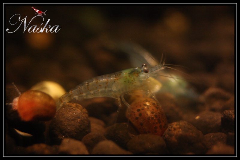 Naska - Shrimps of Naska 0312