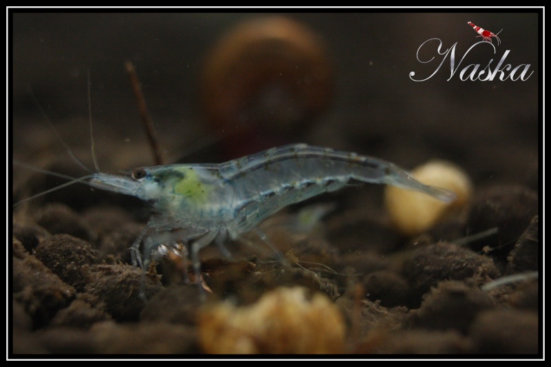 Les différentes espèces de crevettes de Naska 0411