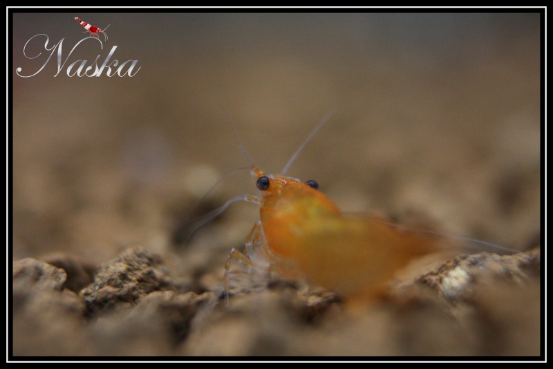 Shrimps of Naska 0413