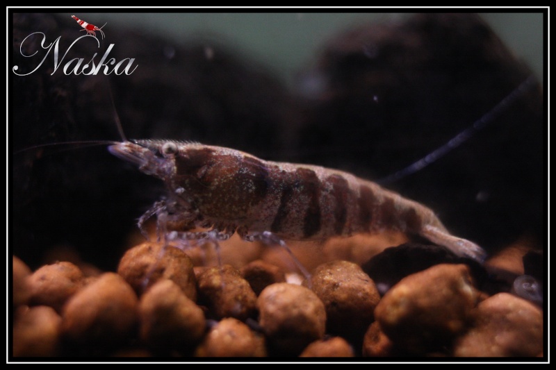 Shrimps of Naska 0512